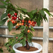 View Golden Cherry Seeds image 2