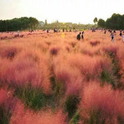 View 100Pcs Muhlenbergia Capillaris image 6