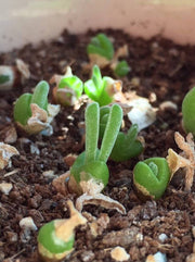 View Rabbit Ear Succulent seeds, Rare succulent image 5