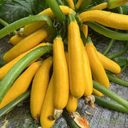 View Banana Zucchini - Golden Zucchini🌿Can be planted in all seasons image 3