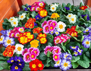 View Primrose - Spring's First Bloom image 5