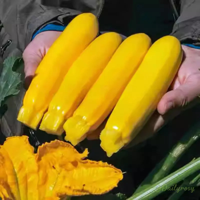 Banana Zucchini - Golden Zucchini🌿Can be planted in all seasons