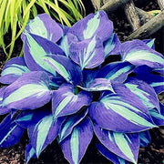 View Rare Multi-colored Hostas Seeds image 2