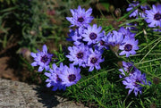 View Cupid's Dart Blue - Enchanting Blue Perennial image 2
