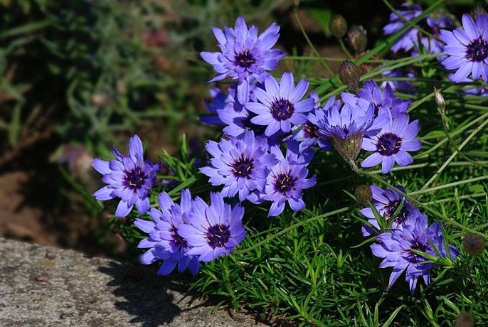 Cupid's Dart Blue - Enchanting Blue Perennial