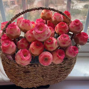 View Pink Mountain Rose -Succulent image 2