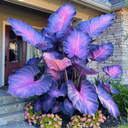 View 🌈 Giant Caladium Bulbs 🎊The color wizard that creates a dream garden 🌿✨ image 2