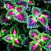 View Coleus Bonsai Flower Leaf Plants Rainbow Dragon Seeds Garden image 5
