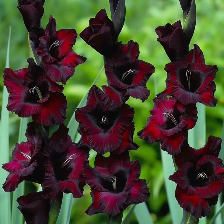 Fairy Kiss Gladiolus Corms🌺