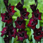 View Fire Phoenix Gladiolus Corms🌺 image 5