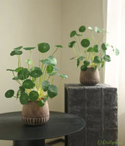 View Copperleaf Seeds: Grow Your Own Luck and Prosperity! 🌿💰 image 4