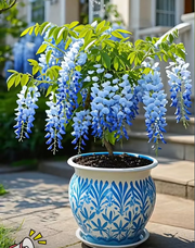 View 🇺🇸 Celebrate America’s 250th with Red, White & Blue Wisteria Seeds 🌸 image 6