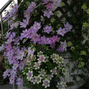 View Climbing Clematis Seeds image 6