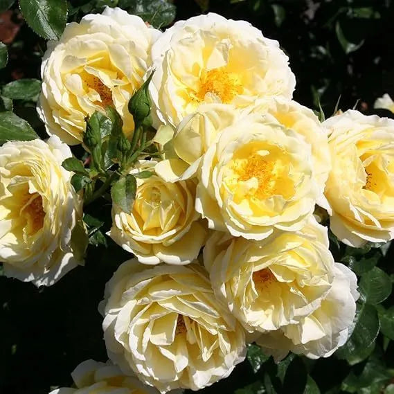 🌹[REPEATED FLOWERING]🌹CLIMBING ROSE SEEDS - HAPPINESS INCREASES