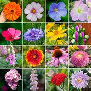 View 🔥Last day clearance💝Premium Cold-Hardy Mixed Perennial Flower Seeds - Selected 40+ Fall Planting Mix image 4