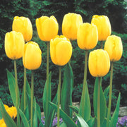 View Golden Parade Tulip Seeds image 2