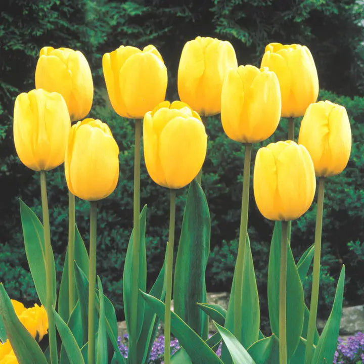 Golden Parade Tulip Seeds