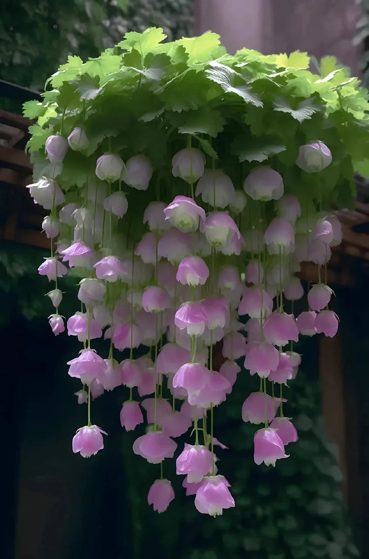 Weeping Begonia Seeds-Malus halliana