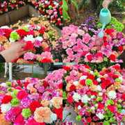 View Double-Flowered Mixed Carnation Seeds image 1