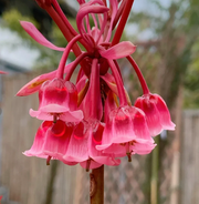 View Rare Tuberose Enkianthus Seeds image 1