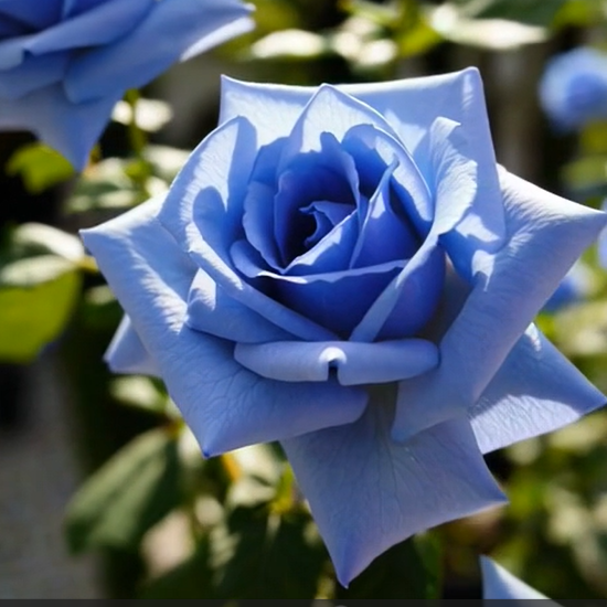 💙BLUE ENCHANTRESS ROSE SEEDS✨