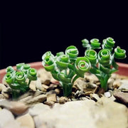 View Egrow 100Pcs/Bag Sprial Grass Seeds Green Succulents Plants Garden DIY Bonsai Potted Flower Seed image 4
