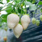 View 1 Bag Rare Milk Strawberry Seeds image 5