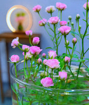 View Water Beauty Rose-Miniature bonsai roses, blooming all year round, potted flowers Ornamental bonsai, indoor plants image 2
