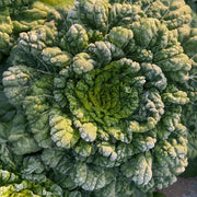 View Brassica Narinosa Seeds 🥬 image 3