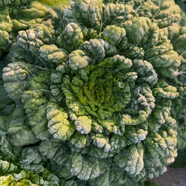 🥬Brassica Narinosa Seeds 🥬