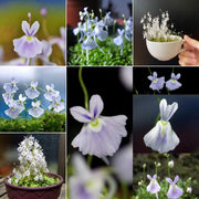 View Utricularia sandersonii Seeds image 1