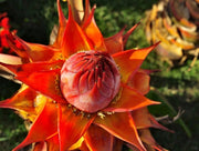 View Golden Red Lotus Seeds: Embrace Tranquility with Every Bloom 🌸 image 2