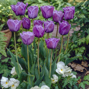 View Bleu Aimable Tulip Seeds image 1