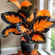 View Rare Giant Tall Hosta Bulbs – Towering Elegance & Shade-Tolerant Beauty image 2