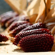 View 🍓&🌽Strawberry Corn seeds - 2023 popular seeds image 6