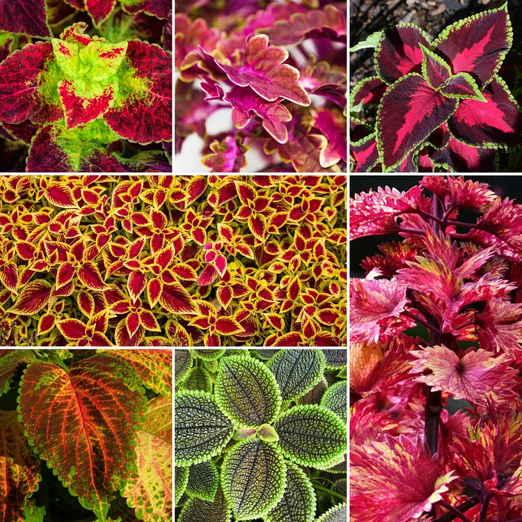 50pcs/Bag Coleus Bonsai Flower Leaf Plants Rainbow Dragon Seeds Garden
