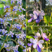View 🌌 Blue Butterfly Flower Seeds – Bring the sky into your garden! image 3