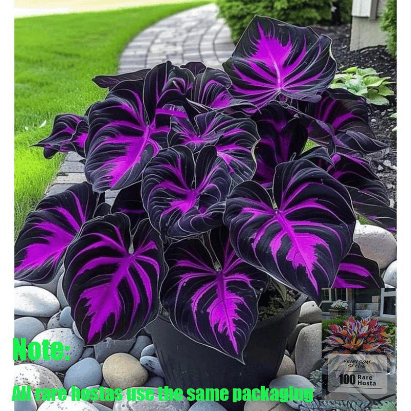 🎁2025 Special Offer🌿 Fire & Ice Rare Hosta Flower Seeds