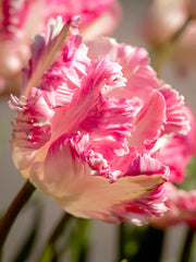 View Cabanna Parrot Tulip Seeds image 3