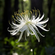 View Spider Lily Bulbs-Multicolor🌈 image 5