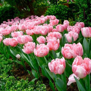 View NEW!!!100pcs/ Bag-Tulip Seeds Garden Flower Plant Flowers image 6