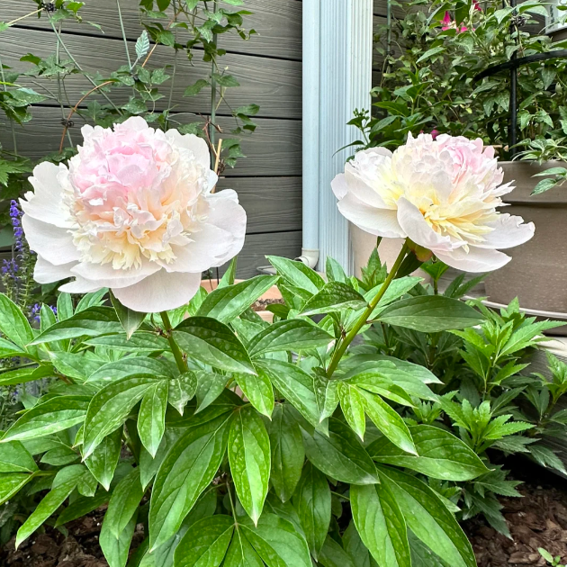 🌺PEONY FLOWER SEEDS