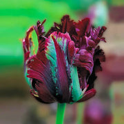 View Black Parrot Tulip Seeds image 3