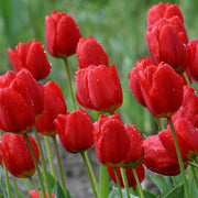 View Red Impression Tulip Seeds image 4