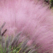 View 100Pcs Muhlenbergia Capillaris image 2