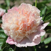 View Colorful Peony Flower-Over 7 Colors image 6