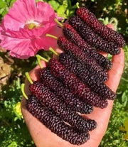 View Four seasons long fruit mulberry seeds image 1