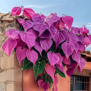 View 🌱Exotic Rare Leaf Seeds🏡Transform Your Garden into a Masterpiece image 6