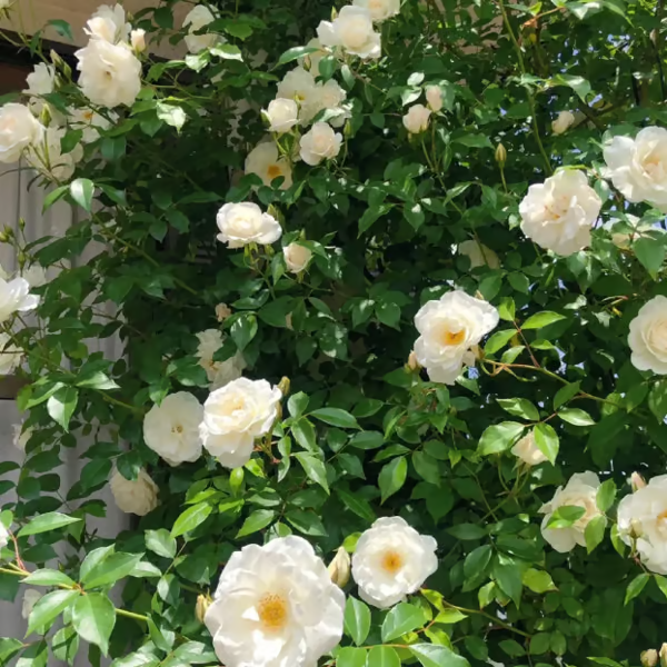 [3 days germination]🔥Last Day 49% OFF🌺Climbing Rose Seeds