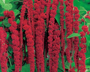 View Amaranth Seeds- Love Lies Bleeding image 1